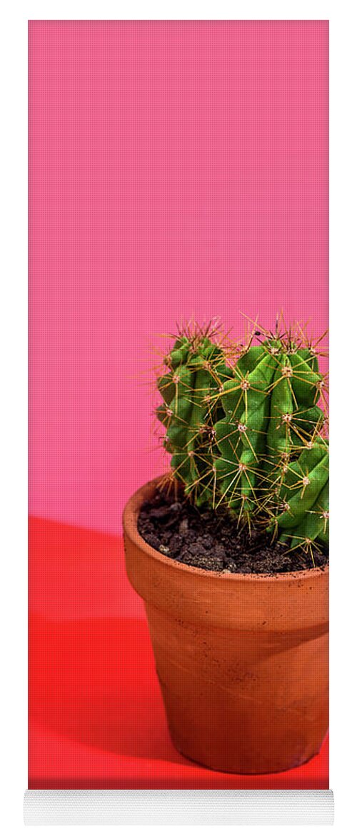 Cactus Yoga Mat featuring the photograph Cactus on bright red, pink and orange background by Jelena Jovanovic