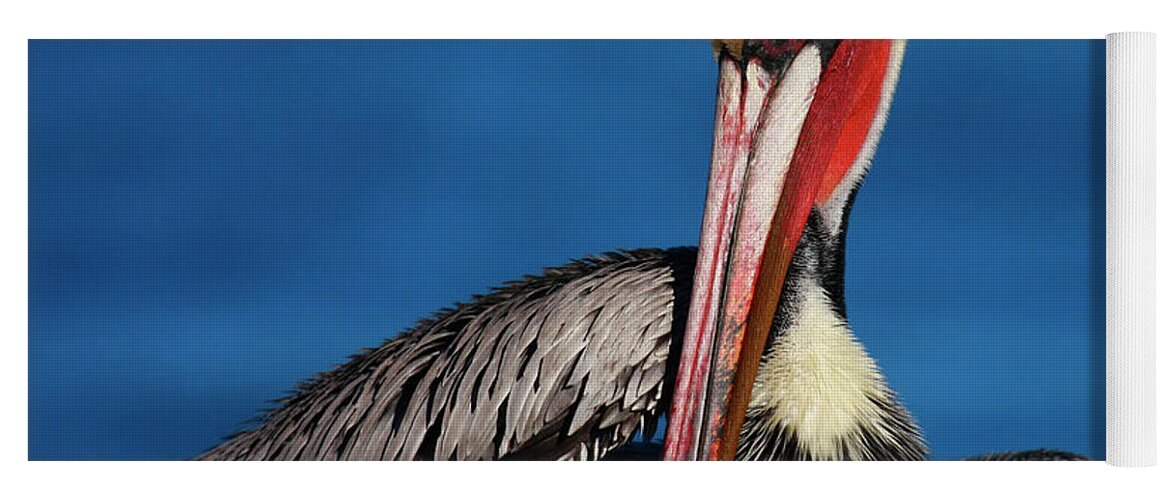 Pelican Yoga Mat featuring the photograph California Brown Pelican In Mega Breeding Colors by John F Tsumas