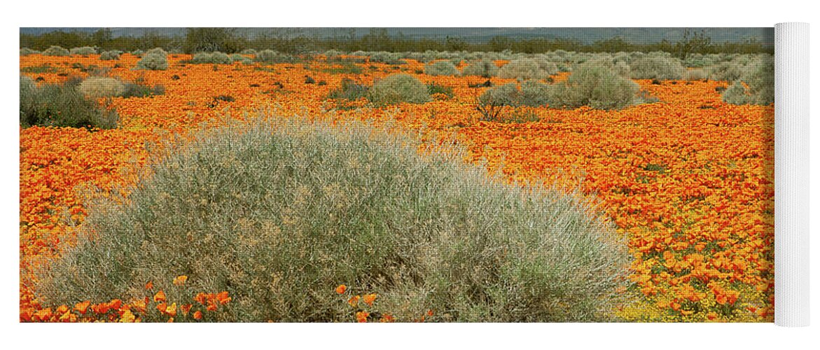 Mojave Desert Wildflowers Yoga Mat featuring the photograph California Poppies and Goldfields in Mojave Desert by Ram Vasudev