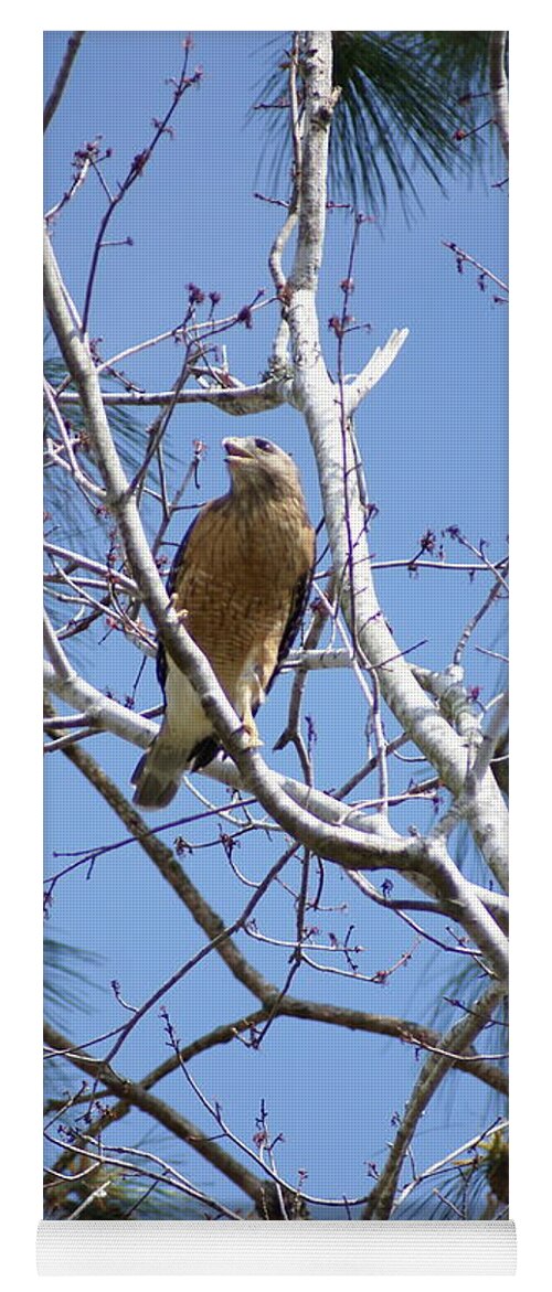 Red-shouldered Hawk Yoga Mat featuring the photograph Calling Mate by Heather E Harman