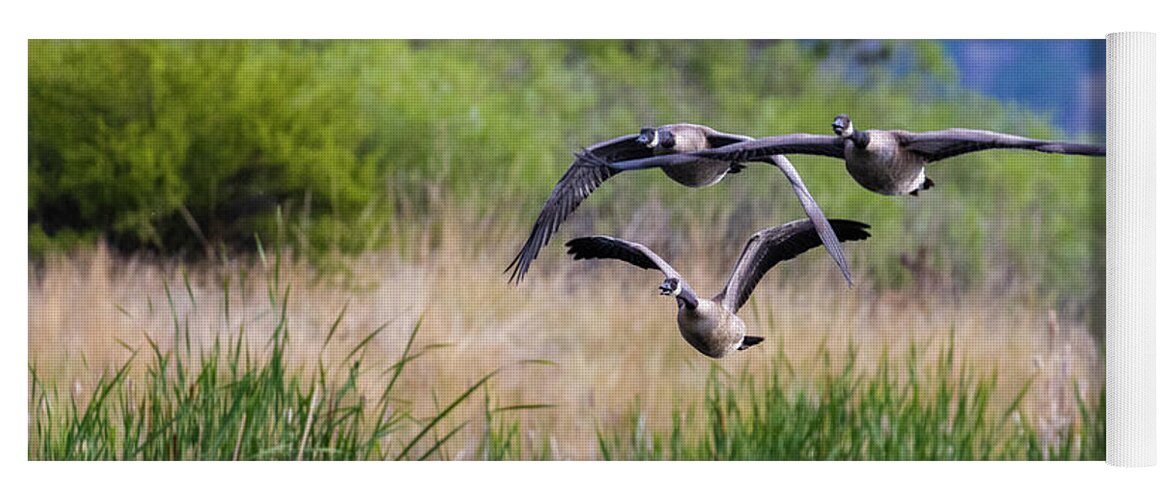 Geese Yoga Mat featuring the photograph Canada Geese in Flight by Steven Krull