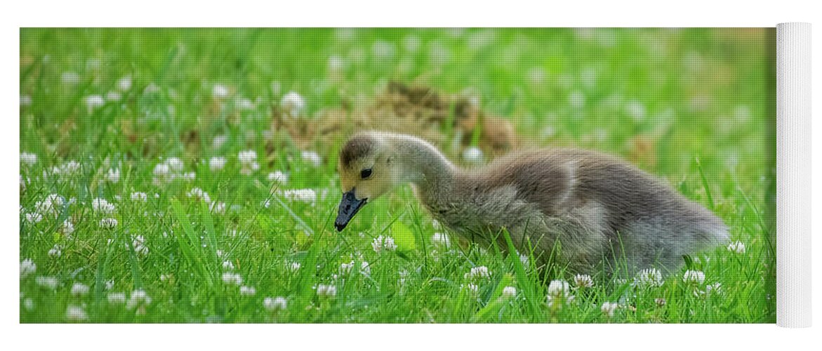 Canada Yoga Mat featuring the photograph Canada Gosling by Robert J Wagner