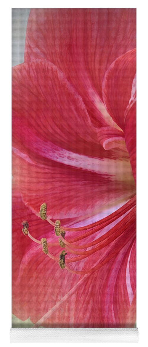 Candy Cane Yoga Mat featuring the photograph Candy Cane Flower by Amy Dundon