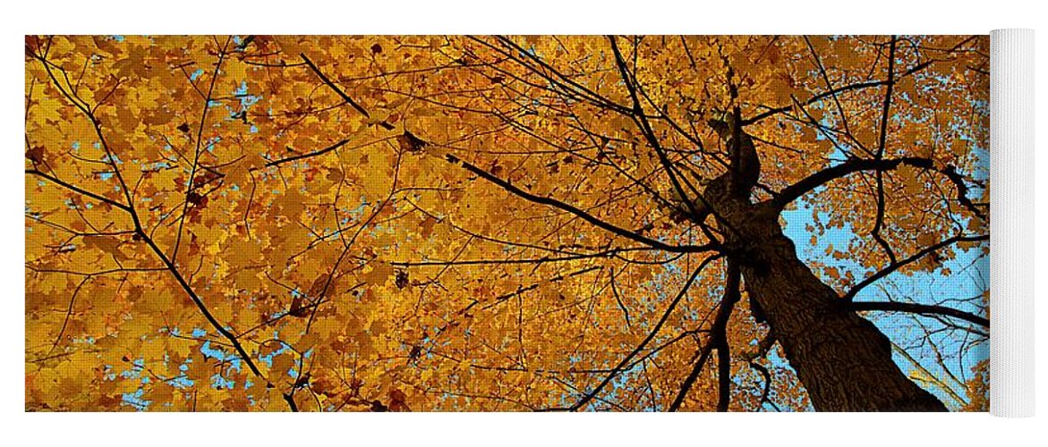 Autumn Leaves Yoga Mat featuring the photograph Canopy of Color by Mary Walchuck