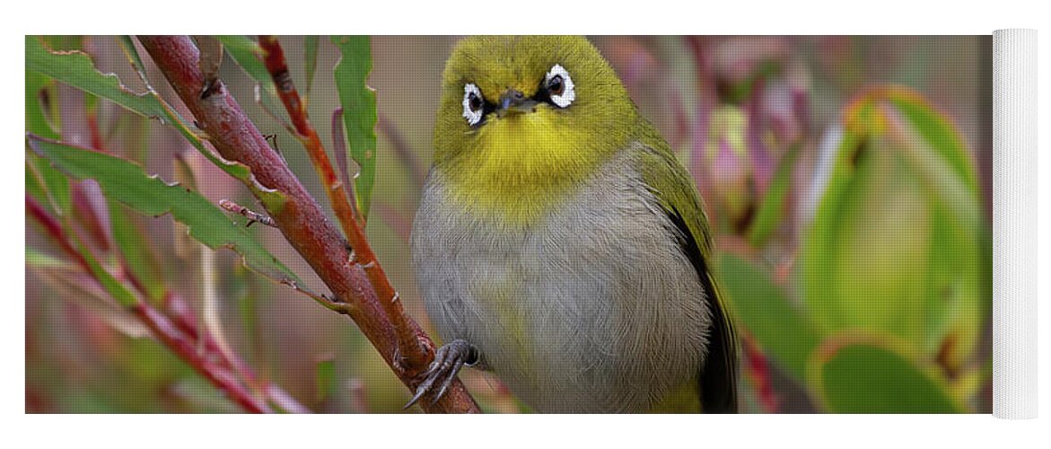 Cape White-eye Yoga Mat featuring the photograph Cape White-Eye by Eva Lechner
