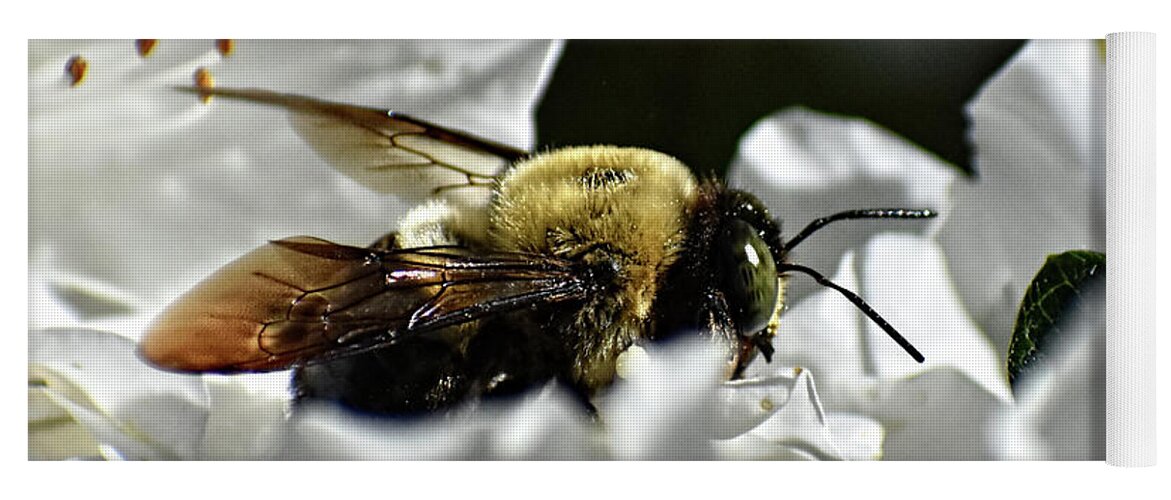 Bee Yoga Mat featuring the photograph Carpenter Among the Azaleas by Jason Bohannon