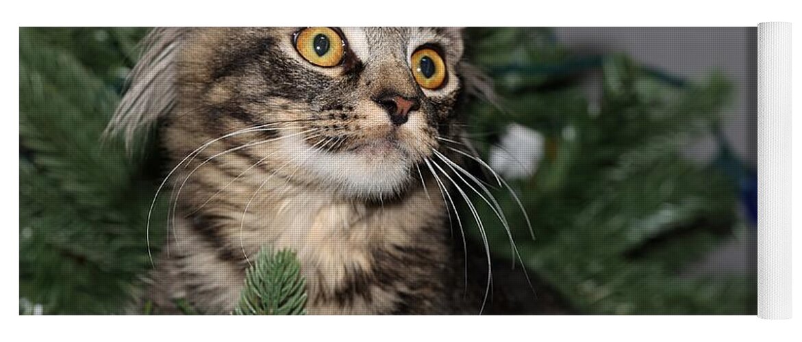 Maine Coon Yoga Mat featuring the photograph Cat in a Christmas Tree by Mingming Jiang