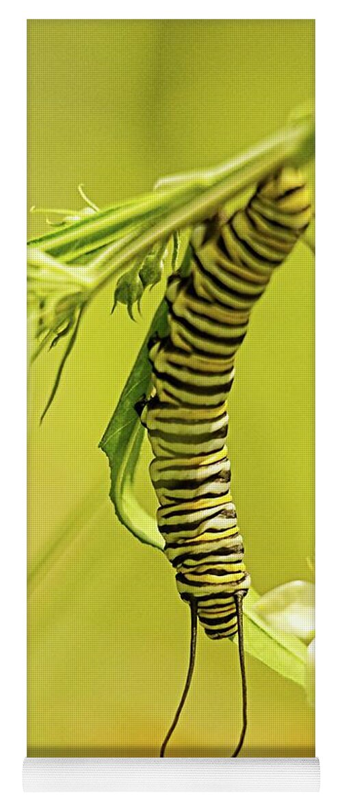 Recent Yoga Mat featuring the photograph Caterpiller on plant by Geraldine Scull