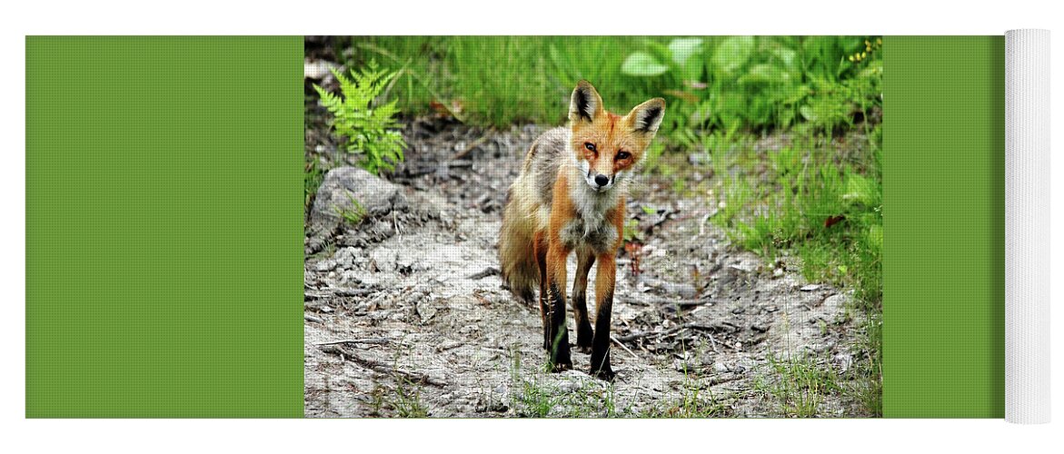 Fox Yoga Mat featuring the photograph Cautious But Curious Red Fox Portrait by Debbie Oppermann