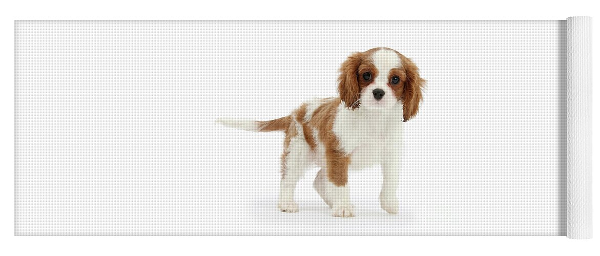 King Charles Spaniel Yoga Mat featuring the photograph Cavalier King Charles Spaniel pup by Warren Photographic
