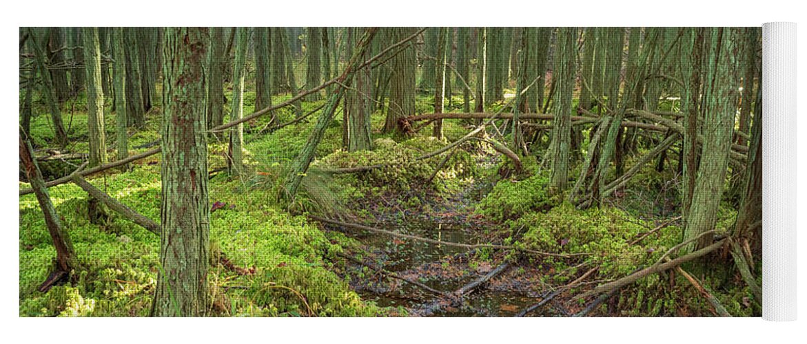 New Jersey Yoga Mat featuring the photograph Cedar Swamp at Franklin Parker Preserve by Kristia Adams