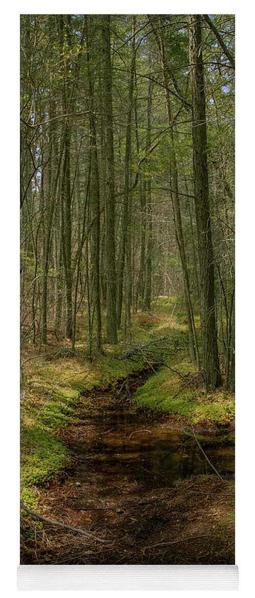 New Jersey Yoga Mat featuring the photograph Cedar Swamp in Wharton State Forest by Kristia Adams