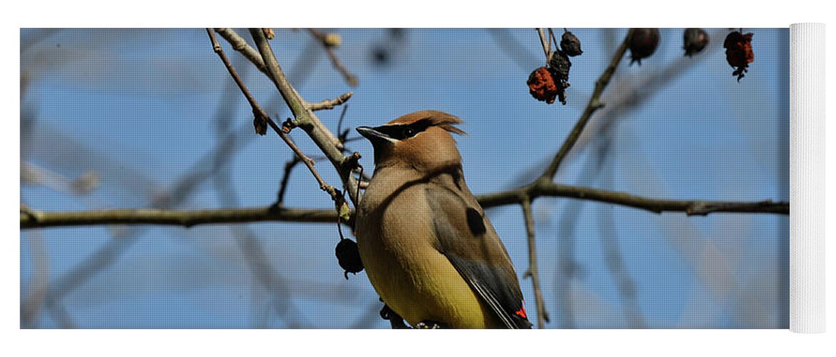  Yoga Mat featuring the photograph Cedar Waxwing 2 by David Armstrong