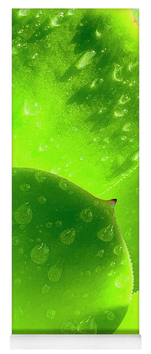 Succulents Yoga Mat featuring the photograph Century Agave Close Up by David Zanzinger