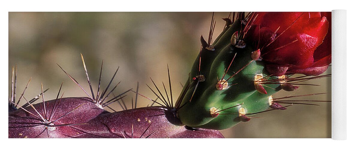 Southwest Yoga Mat featuring the photograph Chain Cholla Cactus Bloom by Sandra Bronstein