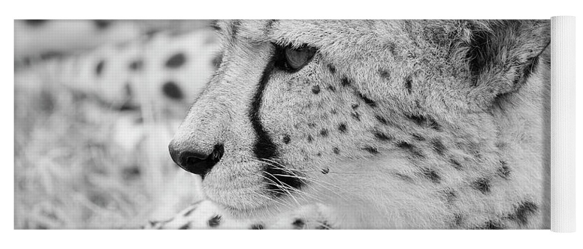 Acinonyx Jubatus Yoga Mat featuring the photograph Cheetah by Maresa Pryor-Luzier