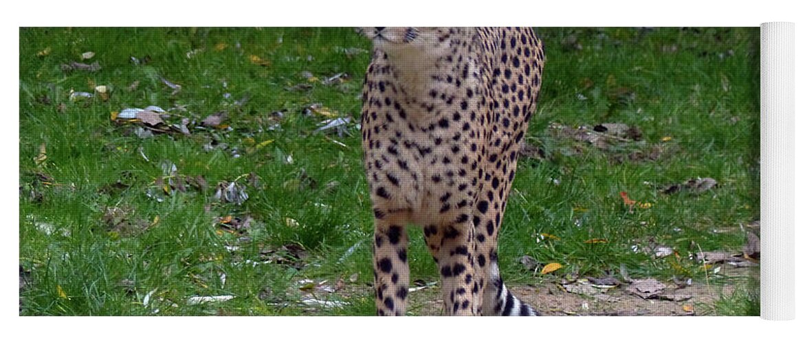 Cheetah Yoga Mat featuring the photograph Cheetah on patrol by Phil Banks