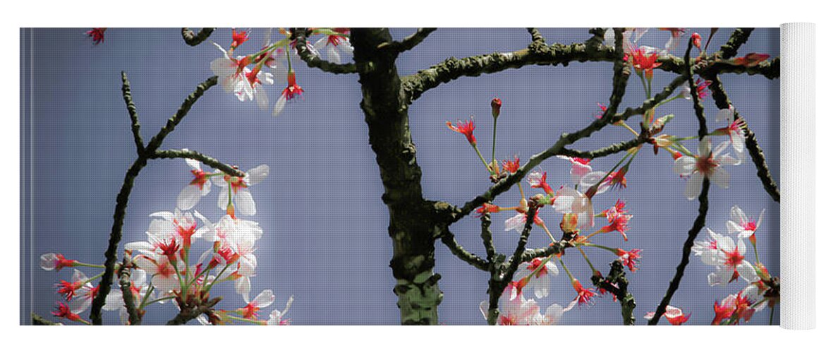 Bonnie Follett Yoga Mat featuring the photograph Cherry Blossoms Illuminati by Bonnie Follett