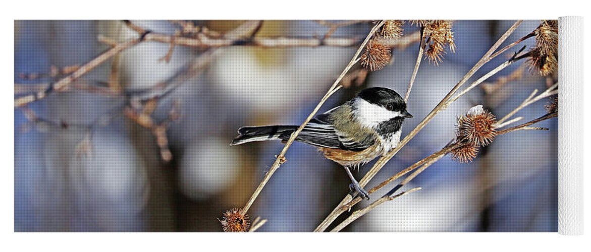 Chickadee Yoga Mat featuring the photograph Chickadee And Burrs by Debbie Oppermann