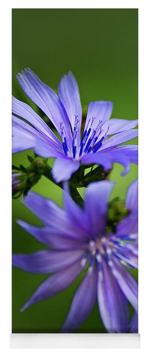 Chicory Yoga Mat featuring the photograph Chicory Flowers by Christina Rollo