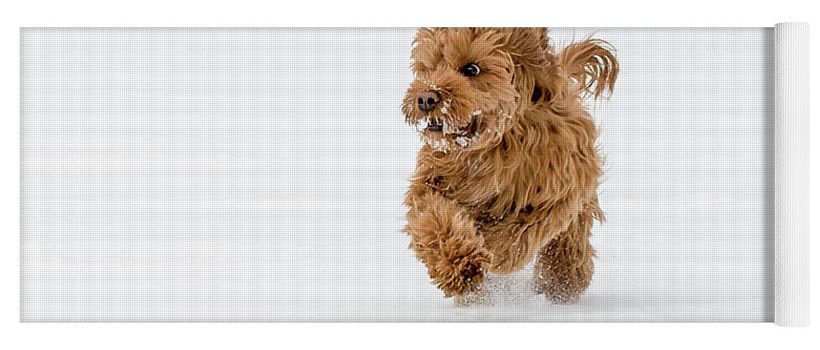 Cockapoo Yoga Mat featuring the photograph Chloe's Run by Dee Potter