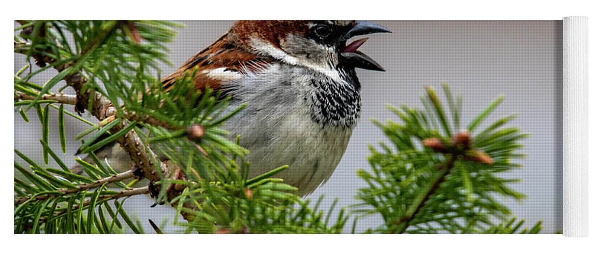 Bird Yoga Mat featuring the photograph Chirp by Cathy Kovarik