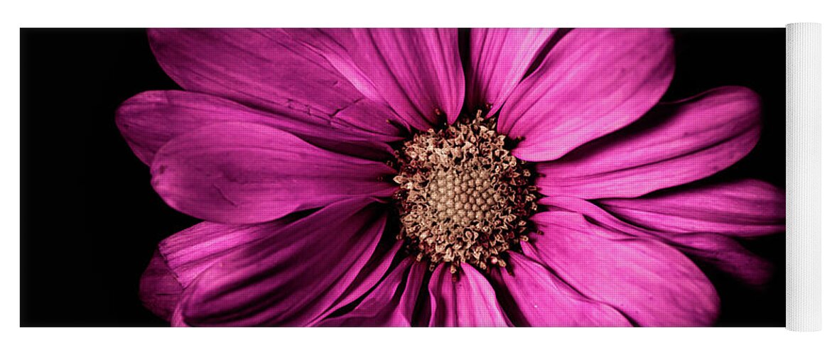 Magenta Flower Yoga Mat featuring the photograph Chrysanthemum by Darcy Dietrich