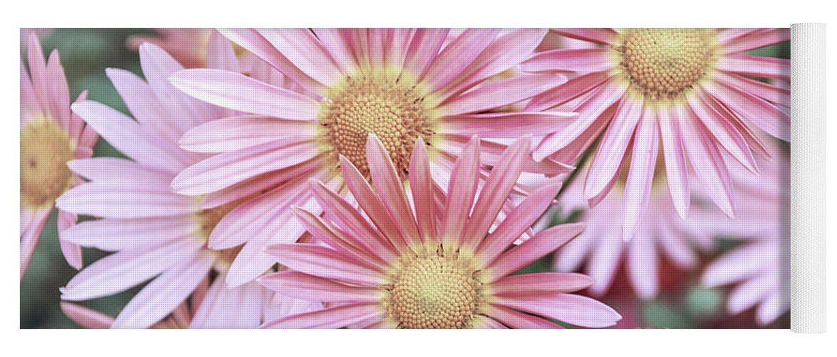 Flowers Yoga Mat featuring the photograph Chrysanthemum Flowers by Christina Rollo