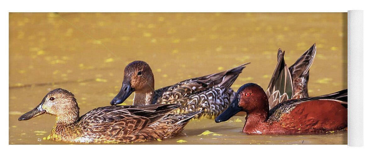 Ducks Yoga Mat featuring the photograph Cinnamon Teal and Friends by Robert Harris