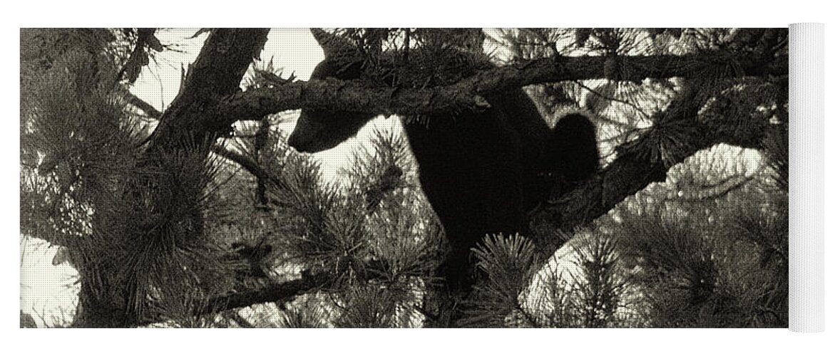 Bear Yoga Mat featuring the photograph Climbing Bear 4 by Phil Perkins
