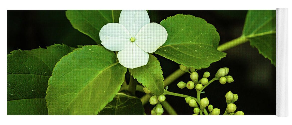 Flowers Yoga Mat featuring the photograph Climbing Hydrangea by David Lee