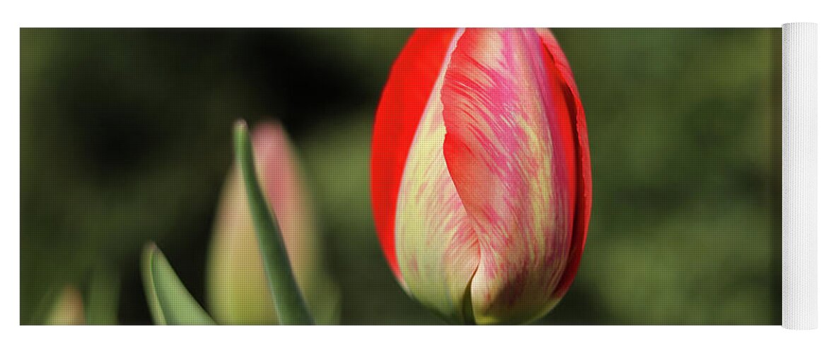 Flora Yoga Mat featuring the photograph Closed blossom of Tulipa agenensis in the village garden. Love emotion. Beskydy, czech republic. Europe flowers. Summer Flowers. Red and yellow. Outdoors florist's. by Vaclav Sonnek