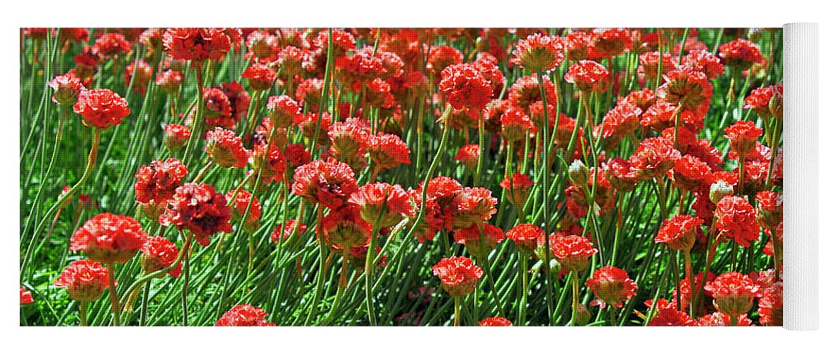 Sunny Yoga Mat featuring the photograph Closeup Of Red Flower Field Background by Severija Kirilovaite