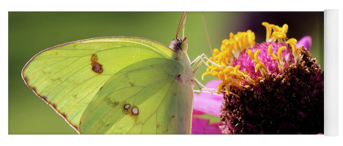 Cloudless Sulfur Yoga Mat featuring the photograph Cloudless Sulfur Butterfly on Zinnia by Kathy Clark