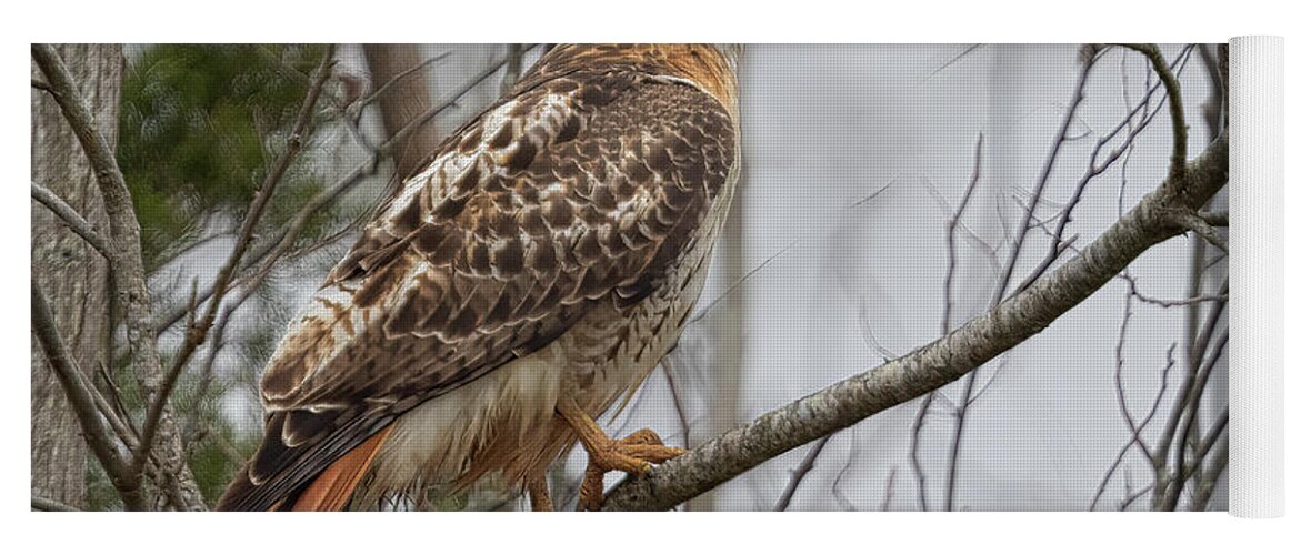 Hawk Yoga Mat featuring the photograph Cloudy Red Tail by Jim E Johnson