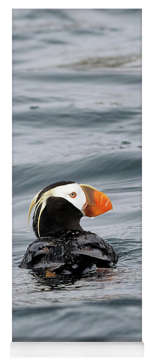 Puffin Yoga Mat featuring the photograph Clown Bird Puffin by Natural Focal Point Photography