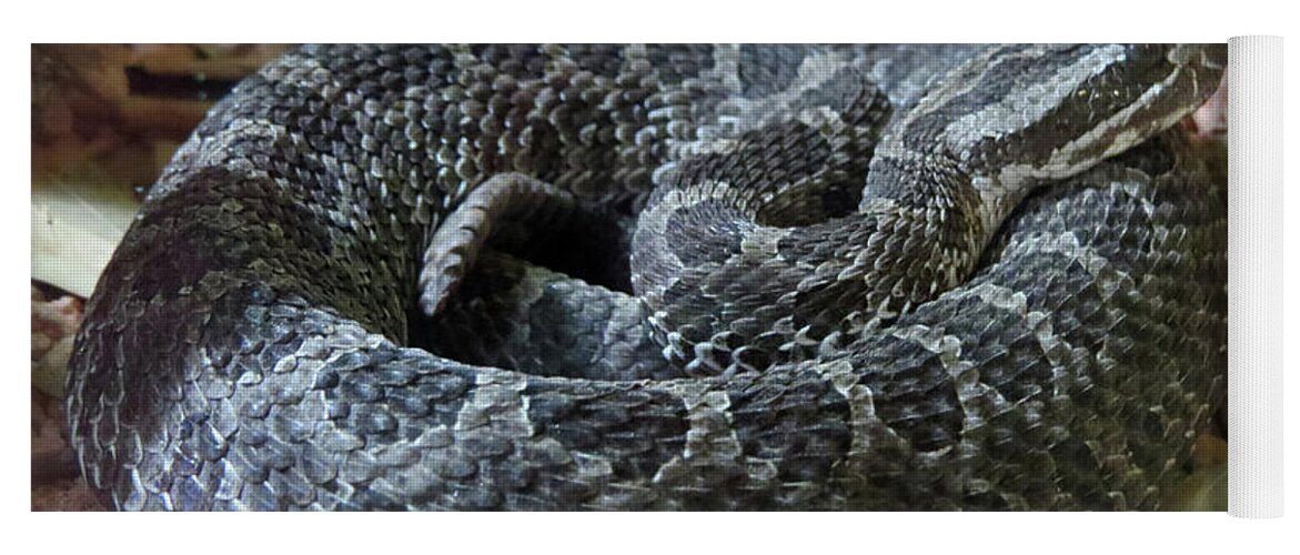 Snakes Yoga Mat featuring the photograph Coiled by Mary Mikawoz