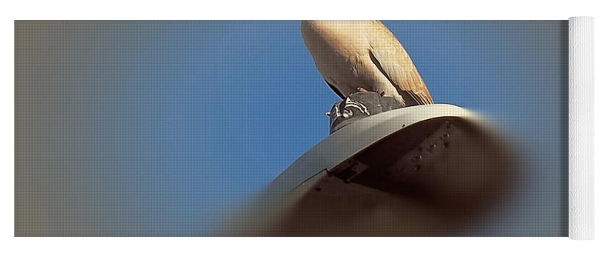 Dove Yoga Mat featuring the photograph Collared Dove P6130039 by Richard Thomas