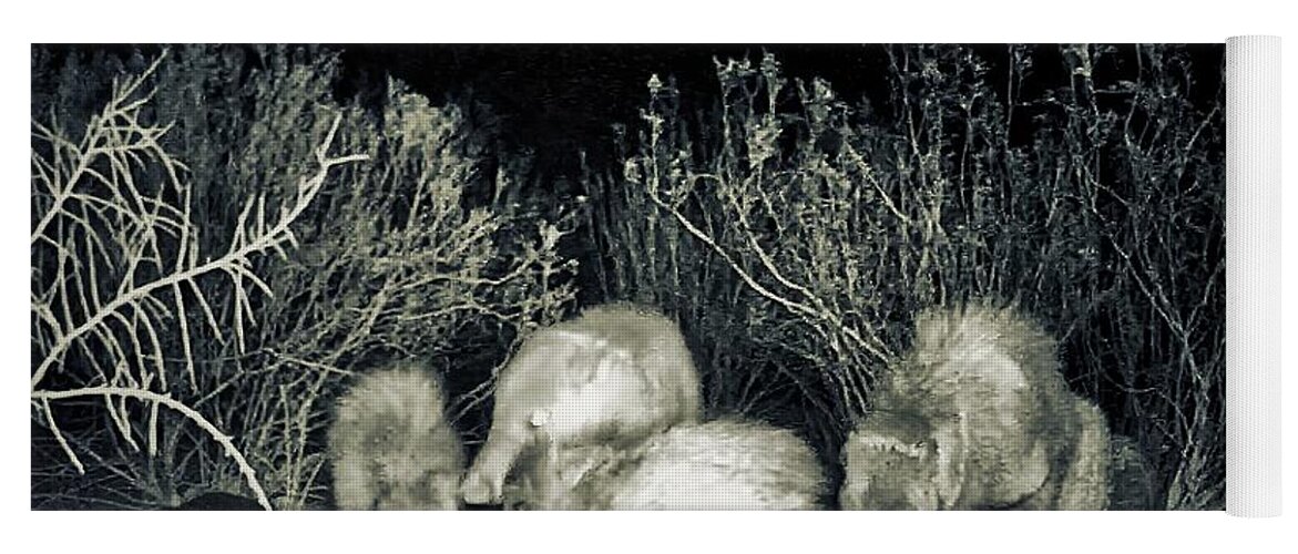 Animals Yoga Mat featuring the photograph Collared Peccary or Javelina Herd at Night by Judy Kennedy