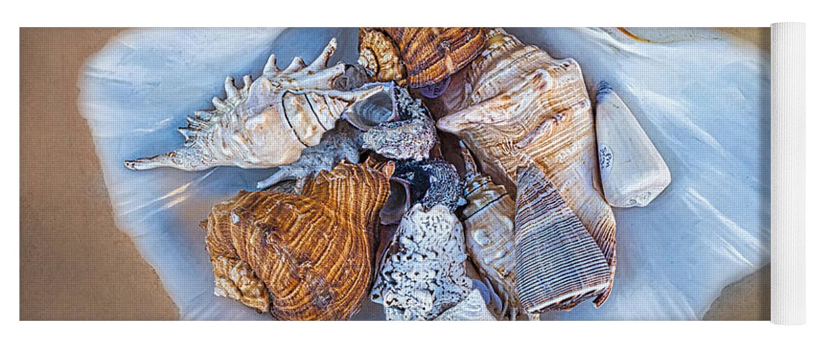 Shells Yoga Mat featuring the photograph Collection Of Seashells in A Seashell by Gary Slawsky