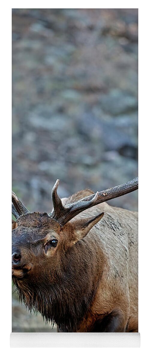 Bull Elk Yoga Mat featuring the photograph Colorado Rocky Mountain Bull Elk by Gary Langley