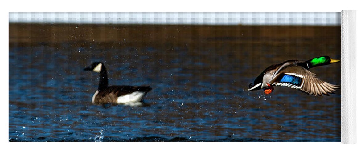 Goose Yoga Mat featuring the photograph Colorful Goose and Duck by Sandra J's