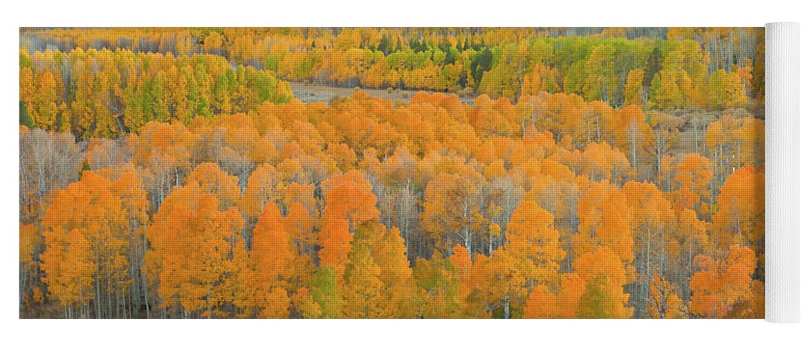 Trees Yoga Mat featuring the photograph Colors of the Season by Jonathan Nguyen