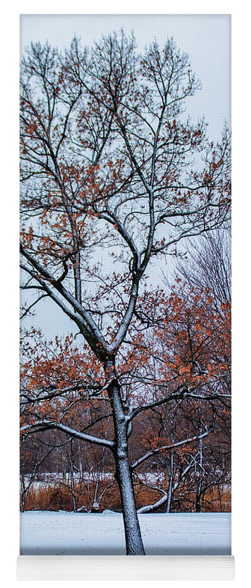 Tree Yoga Mat featuring the photograph Colors of Winter by Auden Johnson