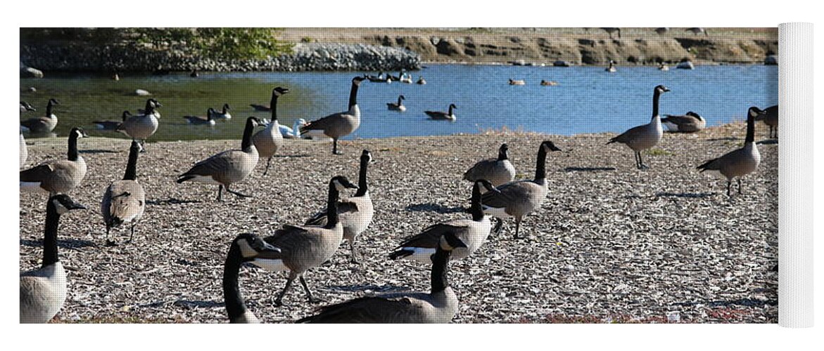Geese Yoga Mat featuring the photograph Columbia Park Geese by Carol Groenen