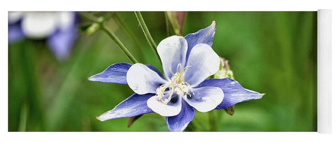 Co Yoga Mat featuring the photograph Columbine by Doug Wittrock