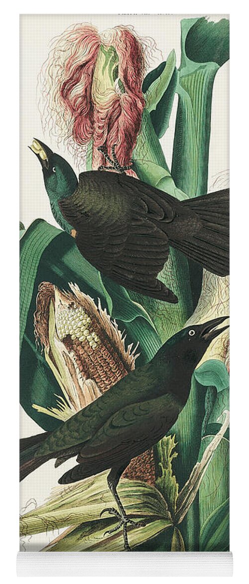 Common Crow Yoga Mat featuring the mixed media Common Crow. John James Audubon by World Art Collective
