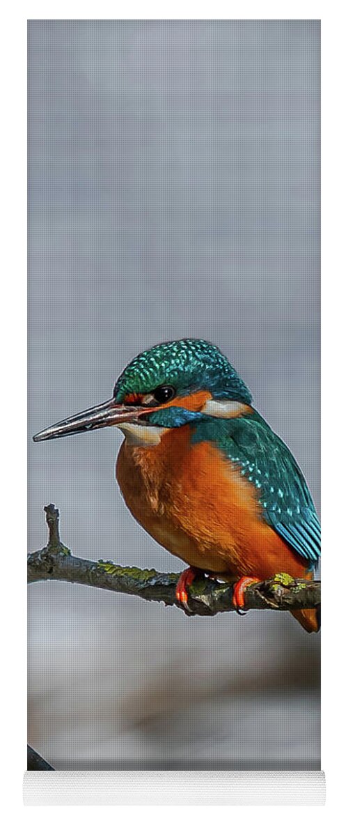 Kingfisher Yoga Mat featuring the photograph Common Kingfisher, Acedo Atthis, Sits On Tree Branch Watching For Fish by Andreas Berthold