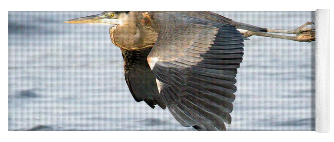 Heron Yoga Mat featuring the photograph Conowingo Blue Heron In Flight by Adam Jewell