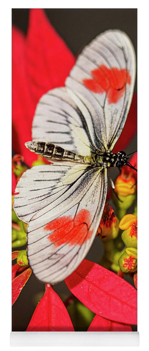 Butterfly Yoga Mat featuring the photograph Coral Caroline by Penny Lisowski